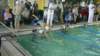 imga0244_small.jpg