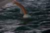 imgp3046_small.jpg